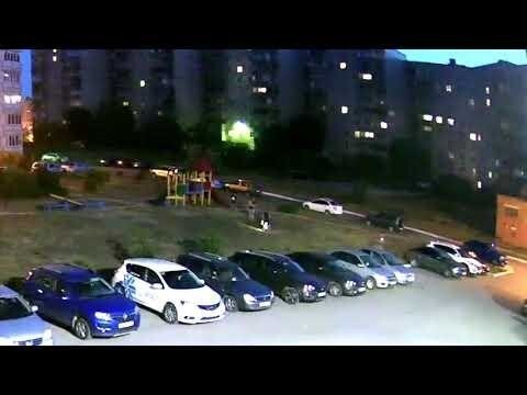 Бездомные собаки напали на детей в Тольятти