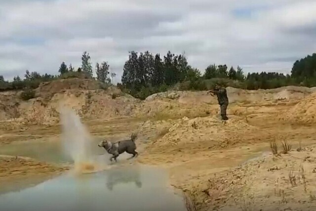 В интернете появилось полное видео прогулки перед убийством хаски. Многое встало на свои места