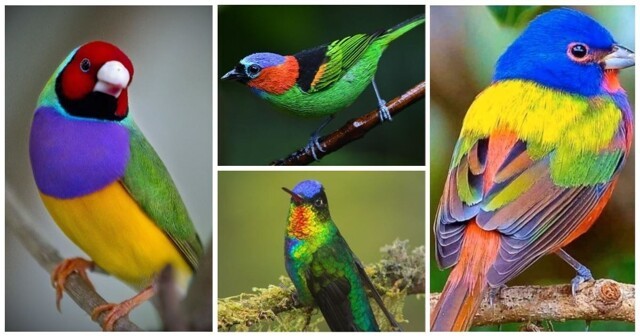 Не показывайте нашим чиновникам: 25 птиц с оперением всех цветов радуги