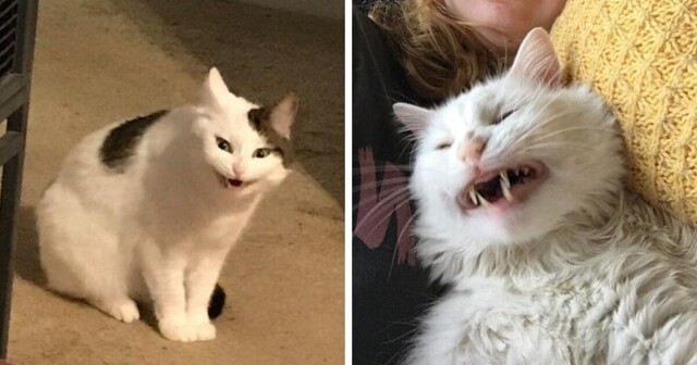 Пойманные во время чихания коты будто созданы для мемов