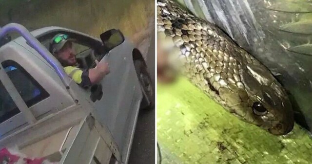 Австралийцу пришлось сражаться с ядовитой змеей прямо за рулем автомобиля