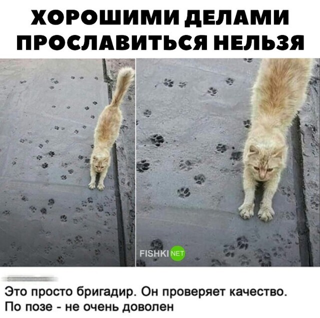 Прикольные и смешные картинки