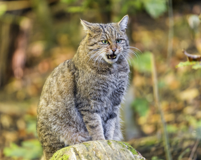 Дикий лесной кот: Ненавидит людей, убивает оленей