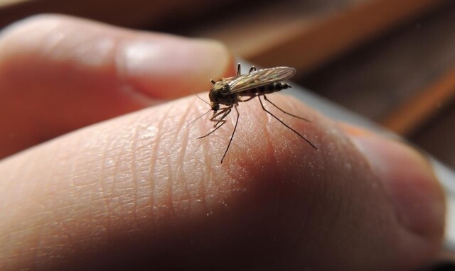 Зачем в природе нужны комары?