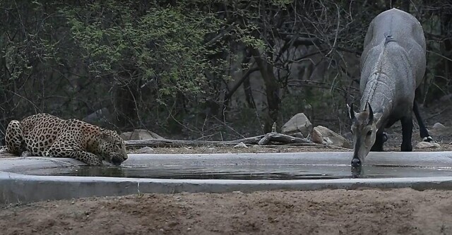 Самец антилопы проигнорировал леопарда на водопое