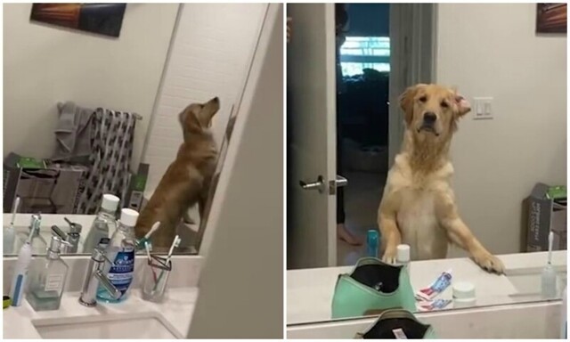 Интернет рассмешила реакция собаки на отражение в зеркале
