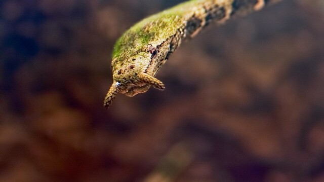 Герпетон: Щупальцы на носу и водоросли на теле. Во что превращает змею водный образ жизни?