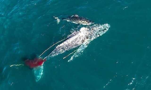 Белая акула убила кита, втрое превосходившего ее по размеру