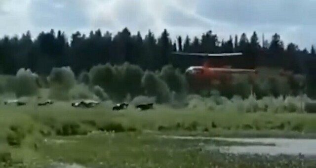 Куда смотрят зоозащитники? Отец мэра Нефтекамска преследует коров на вертолёте