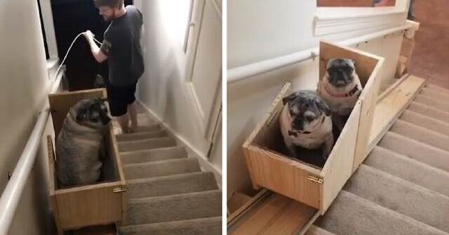 Хозяйка построила в доме лифт для собак