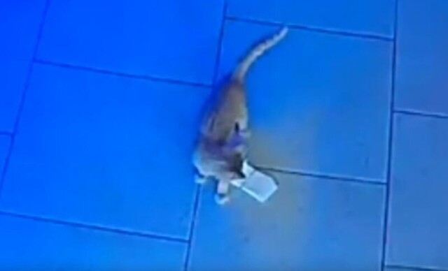 Самое милое преступление: котенок несколько раз украл пачку денег в баре
