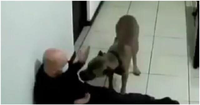 Внезапное нападение собаки на мужчину
