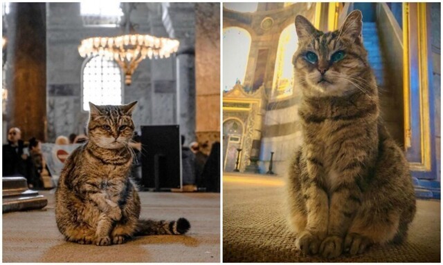 В турецком соборе много лет живет кошка, и она - его главная "хозяйка"