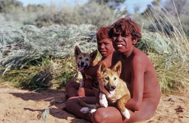 Динго: Унижение природы Австралии