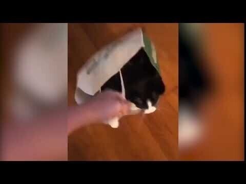 Лайфхак для кошатников