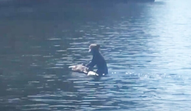 Медведица плывет по реке с медвежонком на спине 