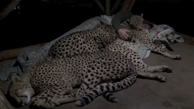 Смотритель утешает гепардов, когда они волнуются в ночное время