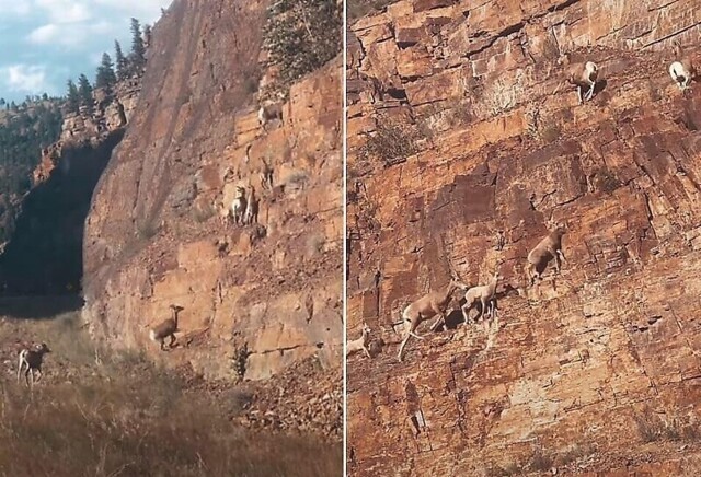 Толсторогие бараны грациозно карабкаются по скале