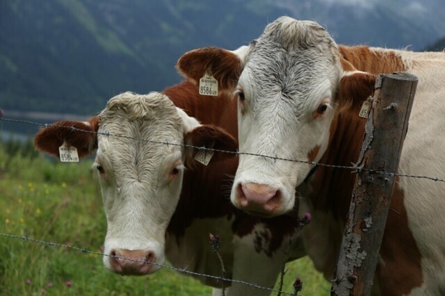 Призвание – фермер: Австрия, молоко, коровки и кризис животноводства