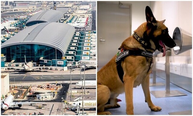 В аэропорту Дубая собак научили выявлять коронавирус