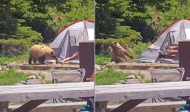 Любопытного медведя заинтересовала обувь спящего туриста