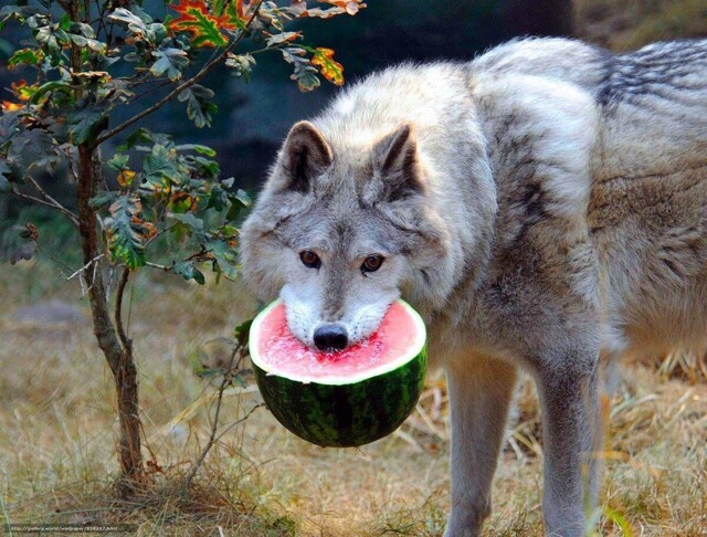 Взрыв шаблона: Летом до 80% рациона волков состоит из ягод. Как же так?