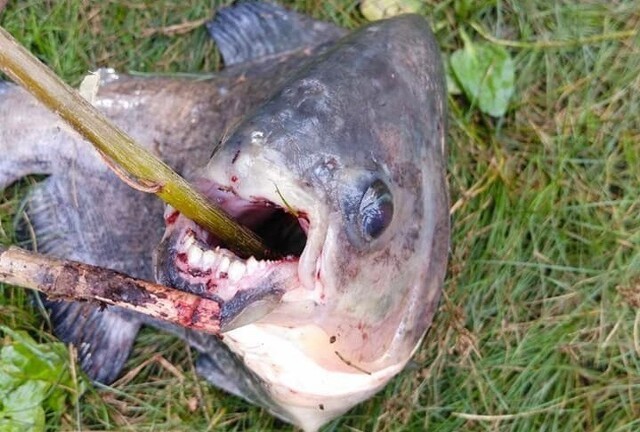 Рыбак поймал в Киеве настоящую пиранью