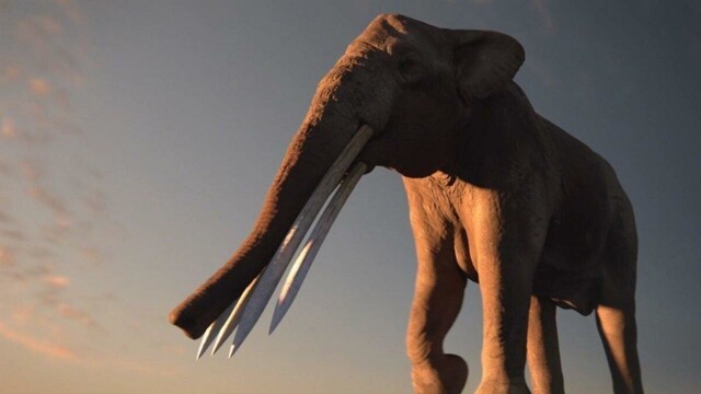 Стеготетрабелодон: Слон, у которого 4 бивня. 2 для бытовухи, 2 для убийства