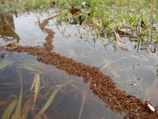 Механизмы выживания муравьёв: Корабль из живых тел во время потопа