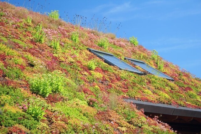 Почему в Южной Корее часто встречаются зеленые крыши?