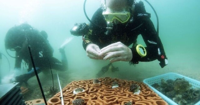 Ученые придумали, как стимулировать рост коралловых рифов