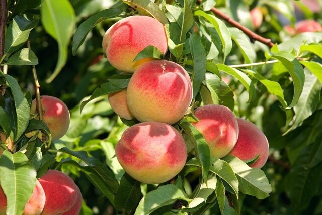 Загадки персидского яблока: почему персик называется именно так?
