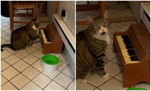 Кот играет на пианино, чтобы попросить у хозяйки поесть