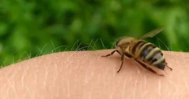 Как правильно вытащить жало пчелы: наглядно