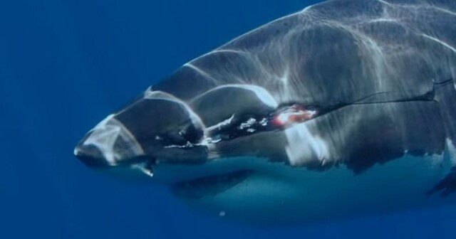 Джокер подводного мира: огромная любознательная акула с гигантским шрамом