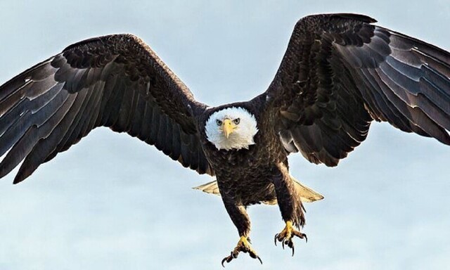 Американский лысый орел уничтожил правительственный беспилотник