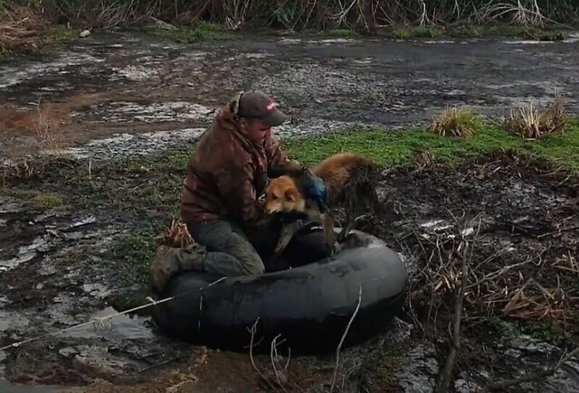 Мужчина спас собаку, застрявшую на болоте