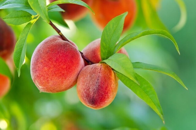 Почему опадают плоды персикового дерева?