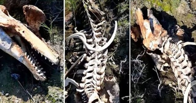 На Ямале рыбак обнаружил пятиметровый скелет неизвестного животного