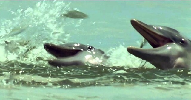 Дельфины ловят рыбу грязевыми «сетями»