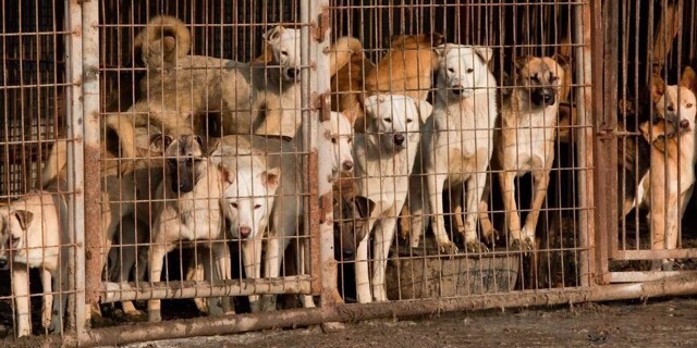 Ким Чен Ын запретил жителям КНДР держать дома собак
