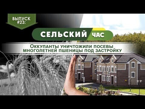 Оккупанты уничтожили посевы многолетней пшеницы под застройку. Сельский час #23 (Игорь Абакумов)