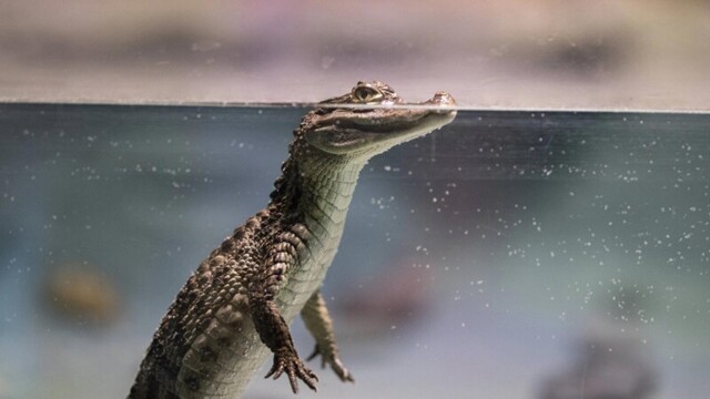 Как крокодилы плавают под водой