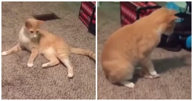 Кот, который гуляет сам по себе