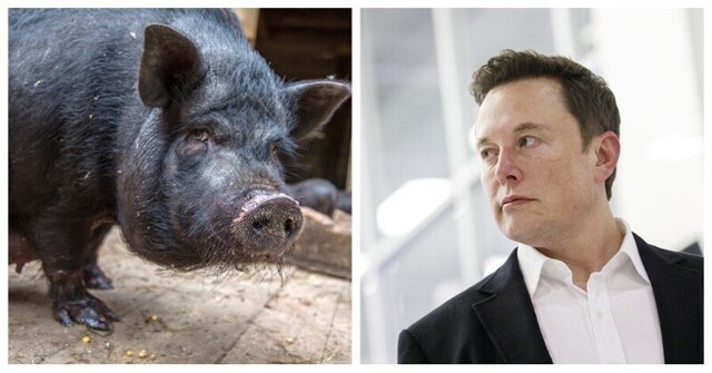 Илон Маск показал миру свинью