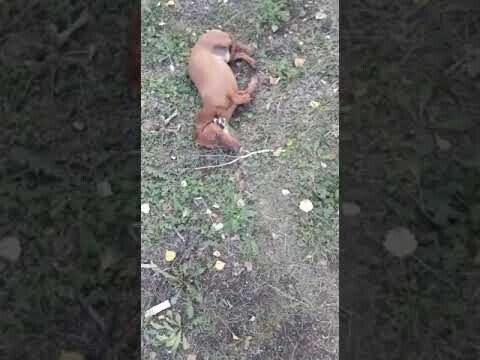 Пёсик приуныл