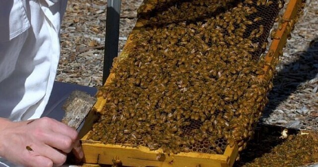 Ученые предложили использовать пчелиный яд для лечения рака груди