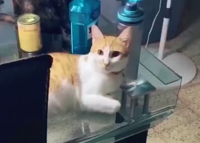 Забавная реакция кота на брокколи