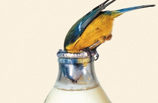 Птицы научились открывать бутылки с молоком и пить его