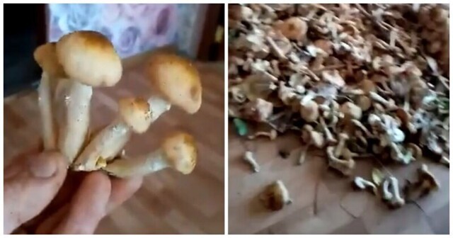 Принес грибов жене на радость